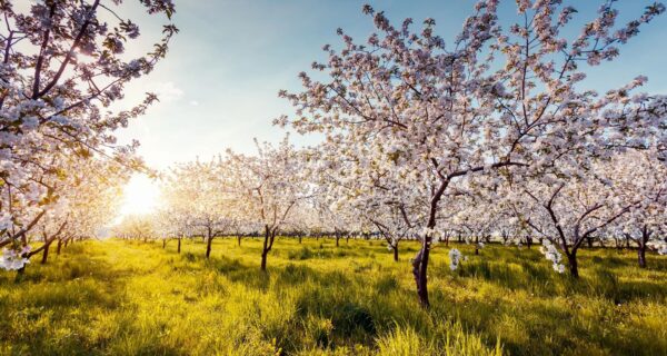 How To Water Shrubs & Trees