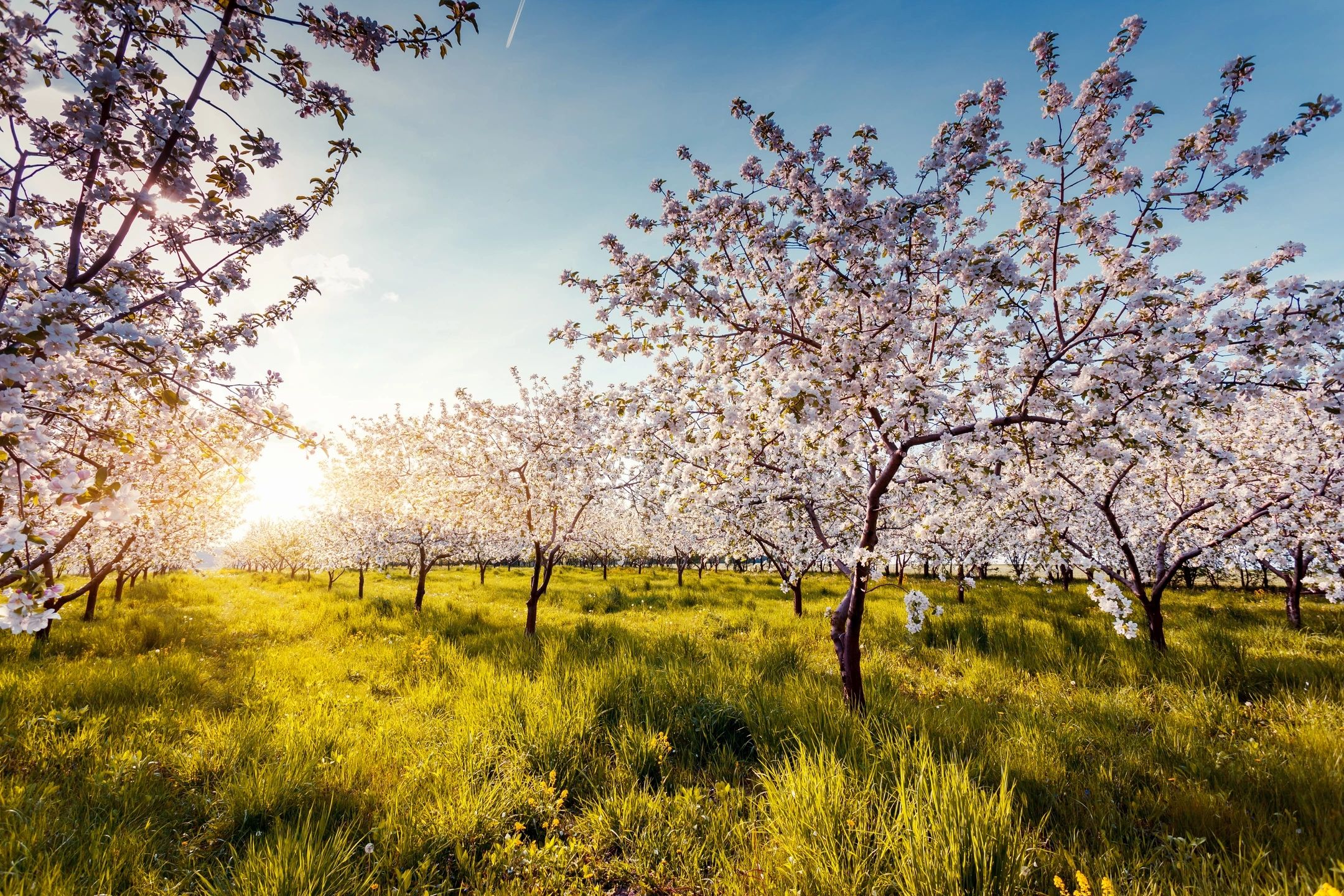 How to water shrubs & trees